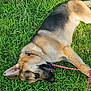 dog, german_shepherd, grass, leash, outdoor, pet, canine, animal, playful, relaxed, nature, sunlight, greenery, fur, ears, snout, lying_down, daytime, mammal, companion