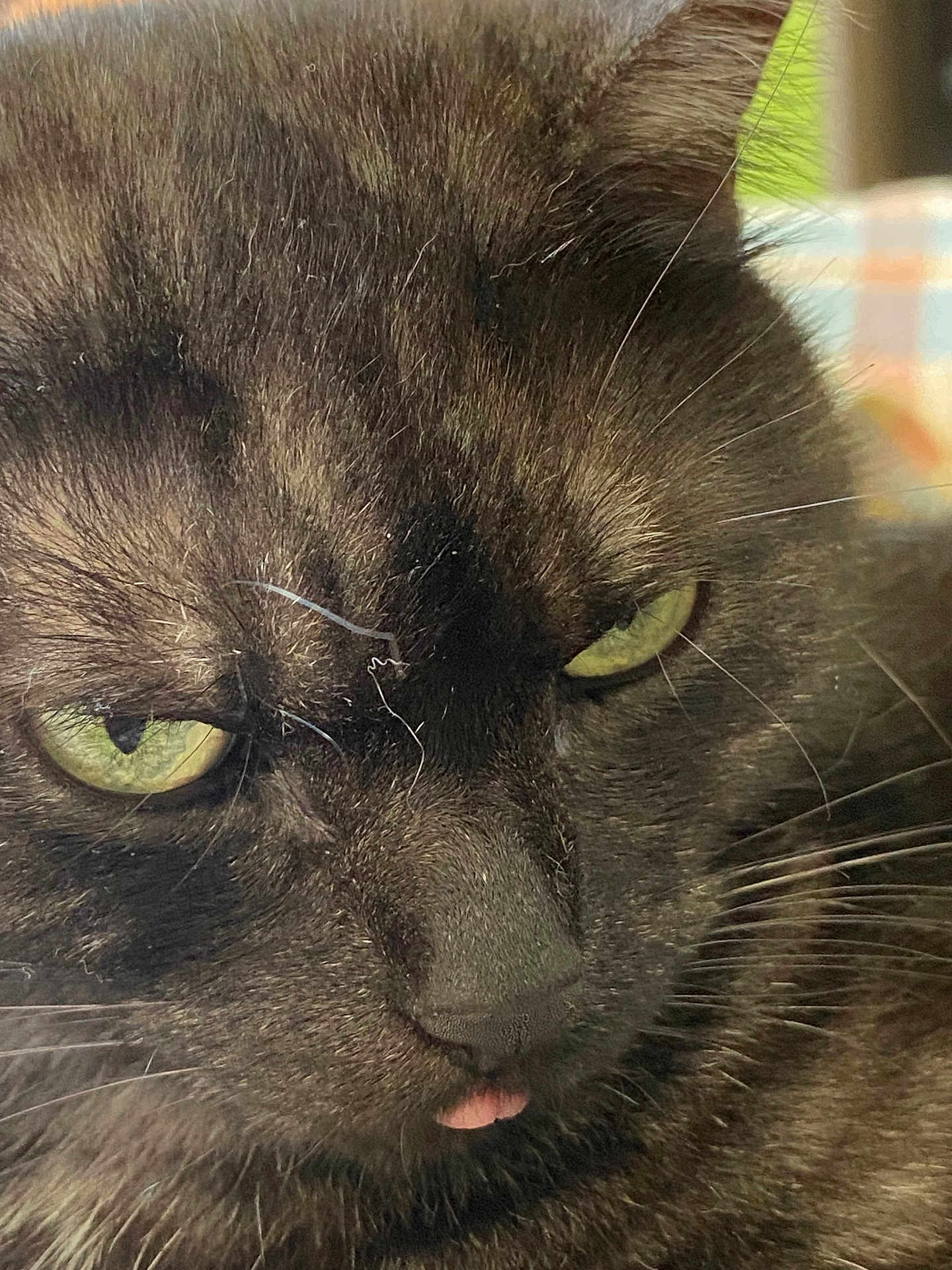 Moustache a rejoint le concours — aidez-le/la à gagner de superbes lots ! cat, black_cat, green_eyes, tongue_out, close_up, fur, whiskers, pet, animal, cute, mischievous, face, portrait, domestic_cat, feline, indoor, expression, looking, soft_light, detail