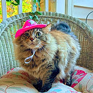 Juniper joined the competition — help win amazing prizes! cat, longhair_cat, pet, pink_hat, cowboy_hat, wicker_chair, cushion, porch, indoor, fur, whiskers, green_plant, eyes, portrait, cozy, domestic_animal, floral_pattern, collar_strap, tabby, fluffy