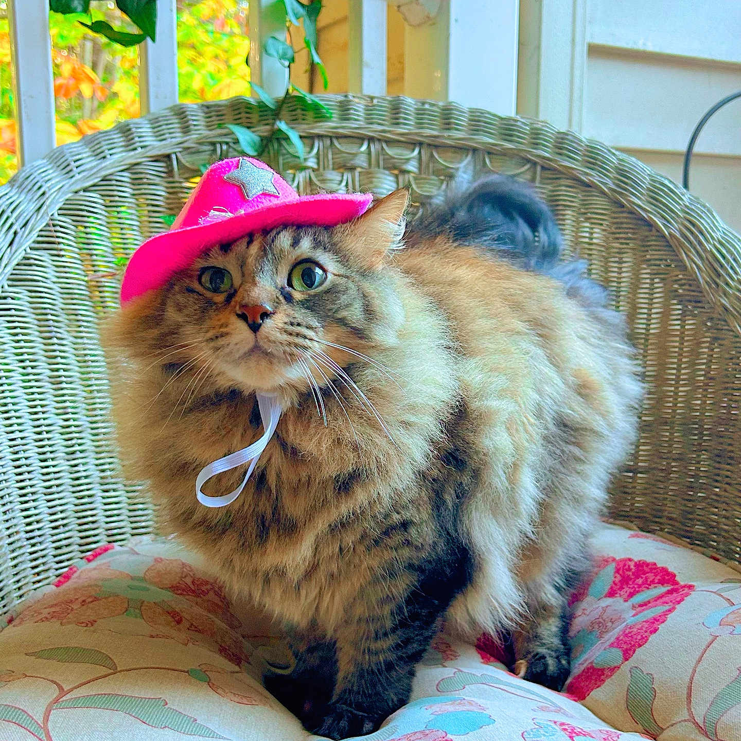Juniper joined the competition — help win amazing prizes! cat, collar_strap, cowboy_hat, cozy, cushion, domestic_animal, eyes, floral_pattern, fluffy, fur, green_plant, indoor, longhair_cat, pet, pink_hat, porch, portrait, tabby, whiskers, wicker_chair