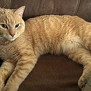 Jaxson joined the competition — help win amazing prizes! animal, cat, closeup, comfortable, couch, cute, domestic_cat, ears, feline, fur, indoor, laying, mammal, orange_tabby, paws, pet, relaxed, resting, soft, whiskers