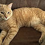animal, cat, closeup, comfortable, couch, cute, domestic_cat, ears, feline, fur, indoor, laying, mammal, orange_tabby, paws, pet, relaxed, resting, soft, whiskers