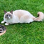 Casper is registered to the contest to win money with this photo: cat, blue_eyes, fluffy, grass, lawn, outdoor, animal, pet, relaxed, nature, mammal, feline, whiskers, tail, ears, resting, domestic_animal, cute, alert, garden