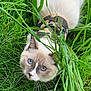Casper joined the competition — help win amazing prizes! cat, blue_eyes, grass, outdoor, pet, animal, fur, whiskers, nature, camouflage, curious, closeup, mammal, leash, green, flora, young_cat, portrait, cute, playing