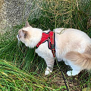 Casper is registered to the contest to win money with this photo: cat, animal, pet, outdoor, grass, harness, leash, curious, exploring, feline, nature, side_view, cream_colored, fluffy, whiskers, tail, greenery, wall, daylight, walking