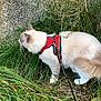 cat, animal, pet, outdoor, grass, harness, leash, curious, exploring, feline, nature, side_view, cream_colored, fluffy, whiskers, tail, greenery, wall, daylight, walking