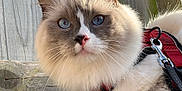 Casper joined the competition — help win amazing prizes! cat, fluffy, blue_eyes, pink_nose, harness, red_harness, whiskers, feline, pet, outdoor, wooden_fence, close_up, curious, animal, mammal, portrait, soft_fur, domestic_cat, face, ears