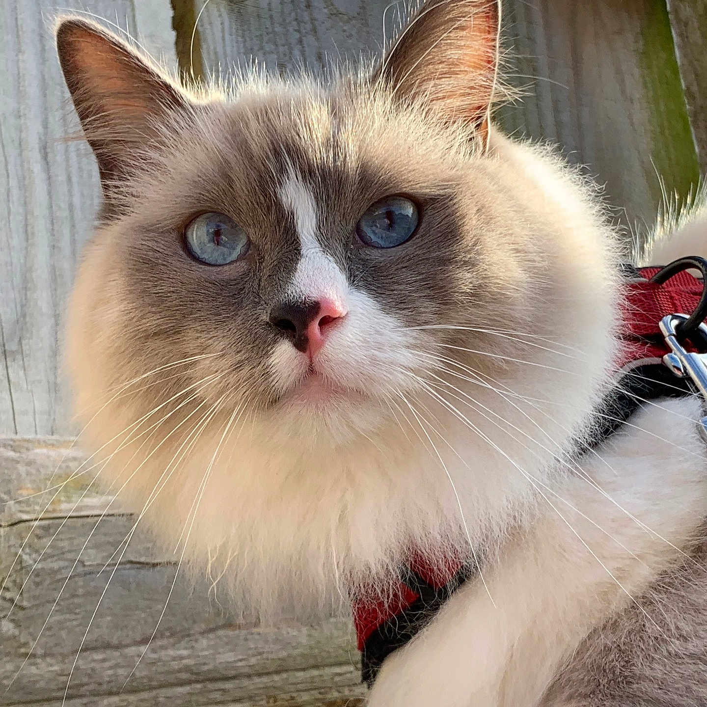 Casper joined the competition — help win amazing prizes! animal, blue_eyes, cat, close_up, curious, domestic_cat, ears, face, feline, fluffy, harness, mammal, outdoor, pet, pink_nose, portrait, red_harness, soft_fur, whiskers, wooden_fence