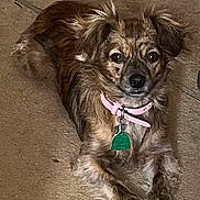 Sassy Marie is registered to the contest to win money with this photo: dog, small_dog, brown_fur, pink_collar, green_tag, pet, lying_down, carpet, indoor, animal, fur, ears, cute, looking_at_camera, domestic_animal, canine, resting, collar, tag, floor