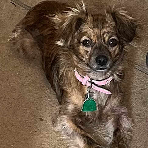 Sassy Marie is registered to the contest to win money with this photo: dog, small_dog, brown_fur, pink_collar, green_tag, pet, lying_down, carpet, indoor, animal, fur, ears, cute, looking_at_camera, domestic_animal, canine, resting, collar, tag, floor