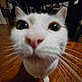 Luna joined the competition — help win amazing prizes! cat, close_up, whiskers, curious, indoor, floor, animal, pet, white_fur, black_markings, nose, face, ears, wooden_floor, domestic_cat, feline, wide_eyes, close_range, funny, cute
