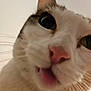 Luna is registered to the contest to win money with this photo: cat, close_up, face, pink_nose, whiskers, tongue, curious, fur, pet, animal, indoor, cute, playful, white_fur, brown_fur, eye, nose, whisker, muzzle, domestic_cat