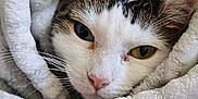 Luna joined the competition — help win amazing prizes! cat, blanket, cozy, fur, pet, animal, snuggled, soft, cute, whiskers, ears, closeup, resting, comfort, domestic_cat, face, feline, warm, relaxed, sleepy