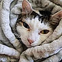 cat, blanket, cozy, fur, pet, animal, snuggled, soft, cute, whiskers, ears, closeup, resting, comfort, domestic_cat, face, feline, warm, relaxed, sleepy
