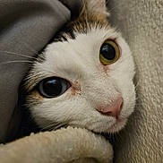 Luna joined the competition — help win amazing prizes! cat, close_up, heterochromia, eyes, whiskers, fur, pink_nose, blanket, texture, cozy, indoor, pet, animal, curious, resting, soft, snuggled, face, cute, domestic_cat