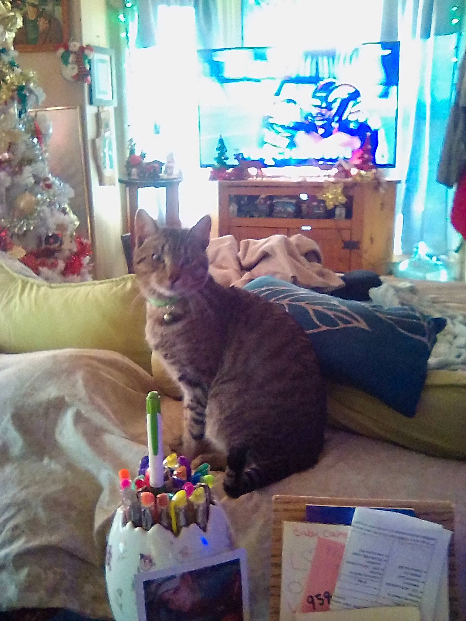 Echo joined the competition — help win amazing prizes! blue, box, candle, carnivore, cat, christmas_tree, domestic_short_haired_cat, event, felidae, fur, holiday, houseplant, living_room, photograph, picture_frame, shipping_box, small_to_medium_sized_cats, snapshot, tail, whiskers