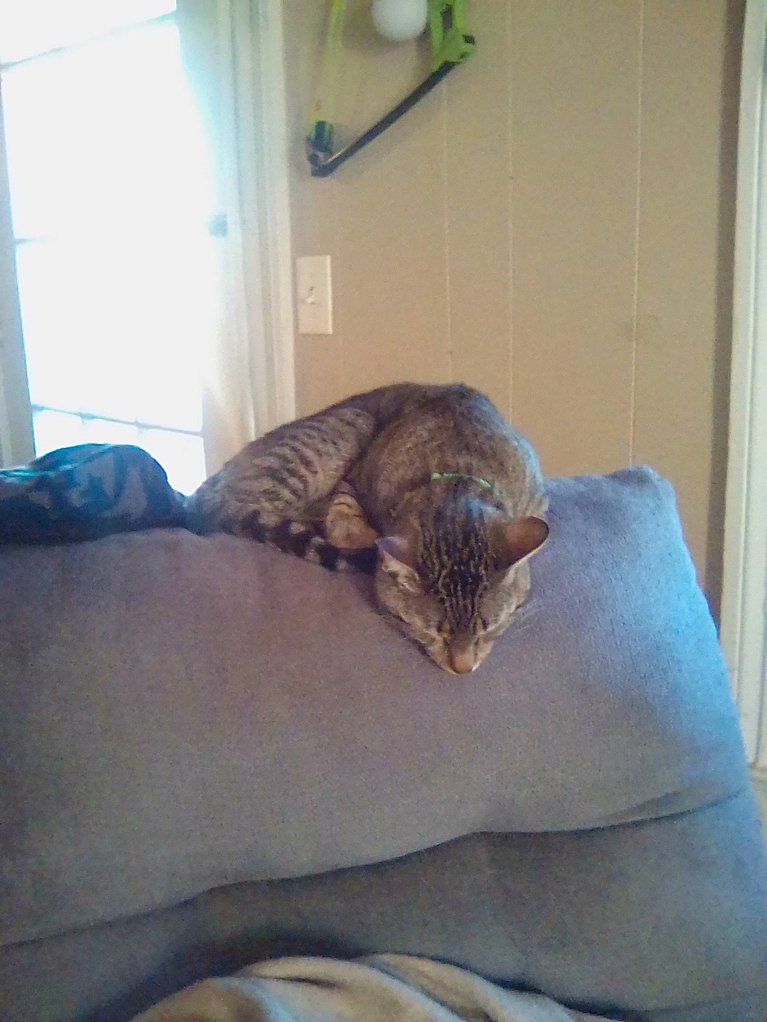 Echo is registered to the contest to win money with this photo: bedding, carnivore, cat, chair, comfort, couch, domestic_short_haired_cat, duvet, fawn, felidae, flooring, fur, hardwood, linens, room, small_to_medium_sized_cats, tail, whiskers, window, wood