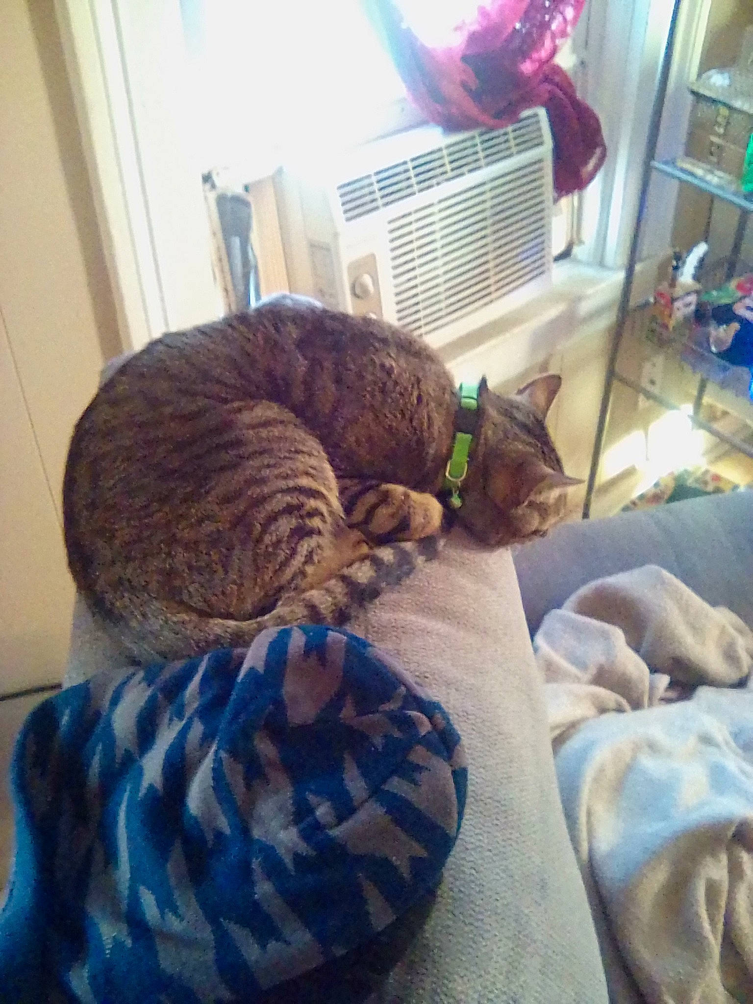 Echo is registered to the contest to win money with this photo: bed, bedding, blanket, carnivore, cat, cat_bed, cat_supply, claw, comfort, domestic_short_haired_cat, felidae, fur, lap, linens, nap, room, small_to_medium_sized_cats, tail, terrestrial_animal, whiskers