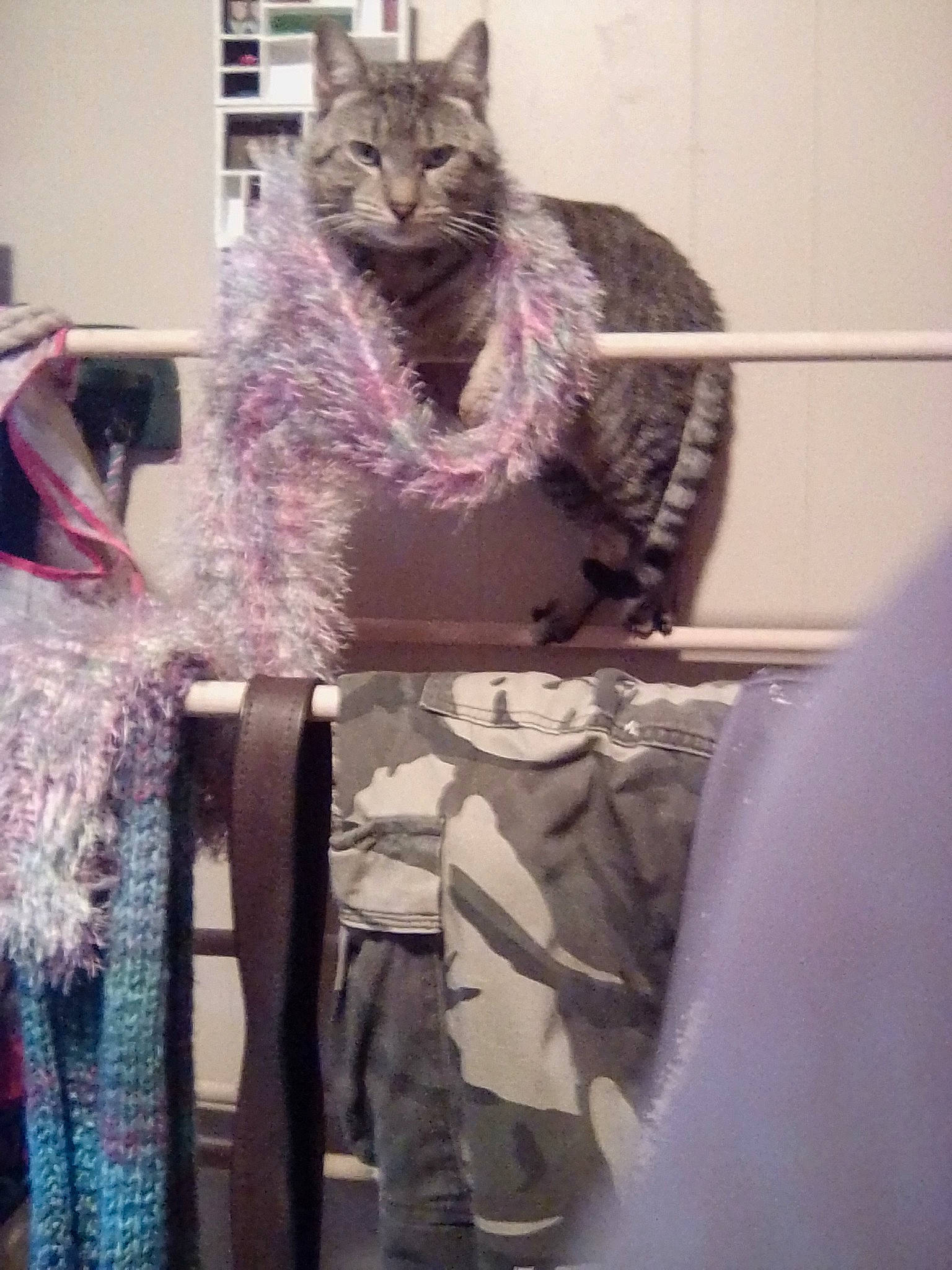 Echo is registered to the contest to win money with this photo: art, black_cat, british_longhair, carnivore, cat, domestic_short_haired_cat, fashion_design, felidae, fur, grey, magenta, pattern, purple, room, selfie, small_to_medium_sized_cats, snout, tail, visual_arts, whiskers