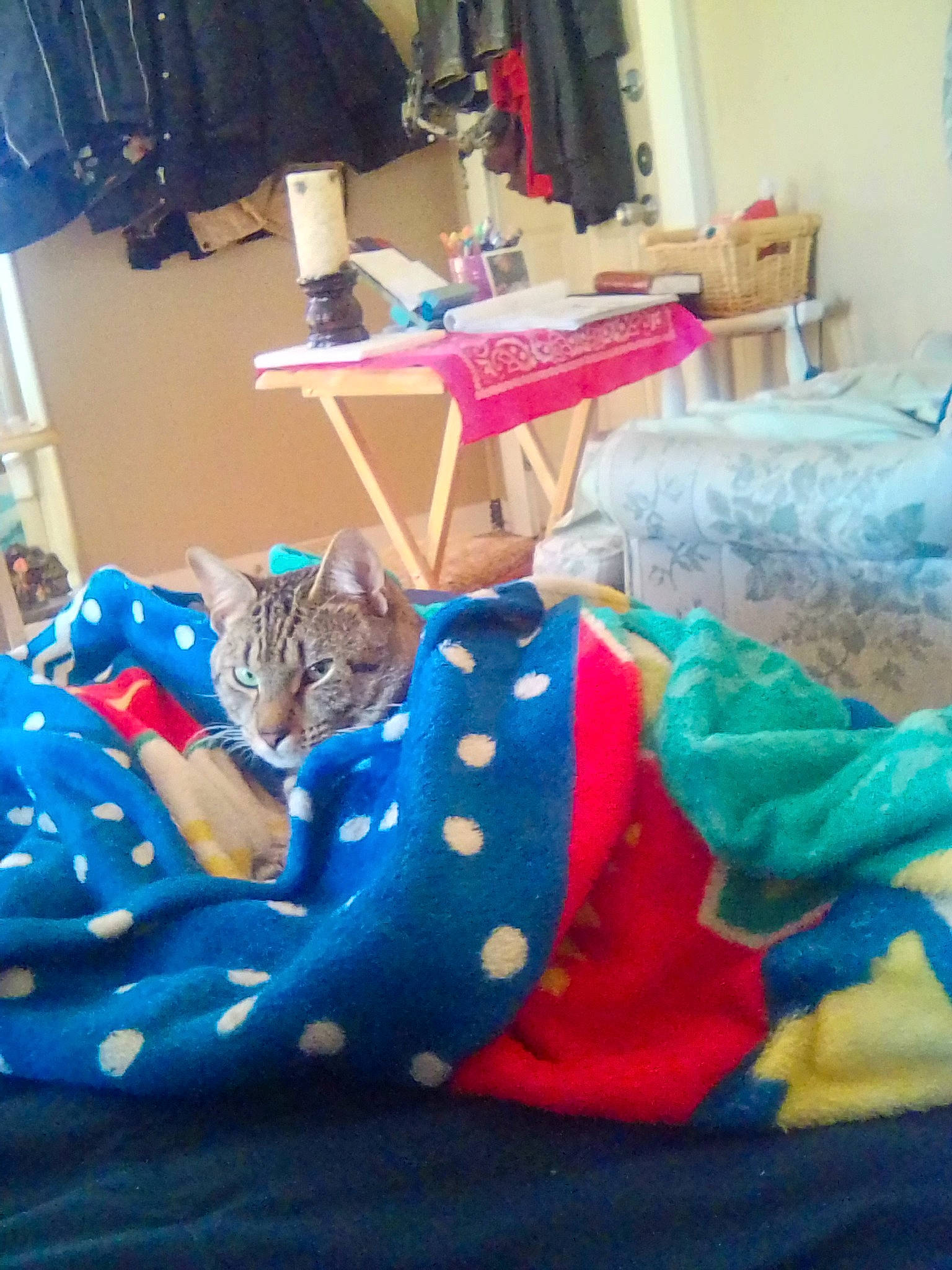 Echo is registered to the contest to win money with this photo: bed, bed_sheet, bedding, bedroom, carnivore, cat, closet, comfort, desk, fashion_design, felidae, fur, furniture, interior_design, linens, magenta, room, small_to_medium_sized_cats, textile, whiskers