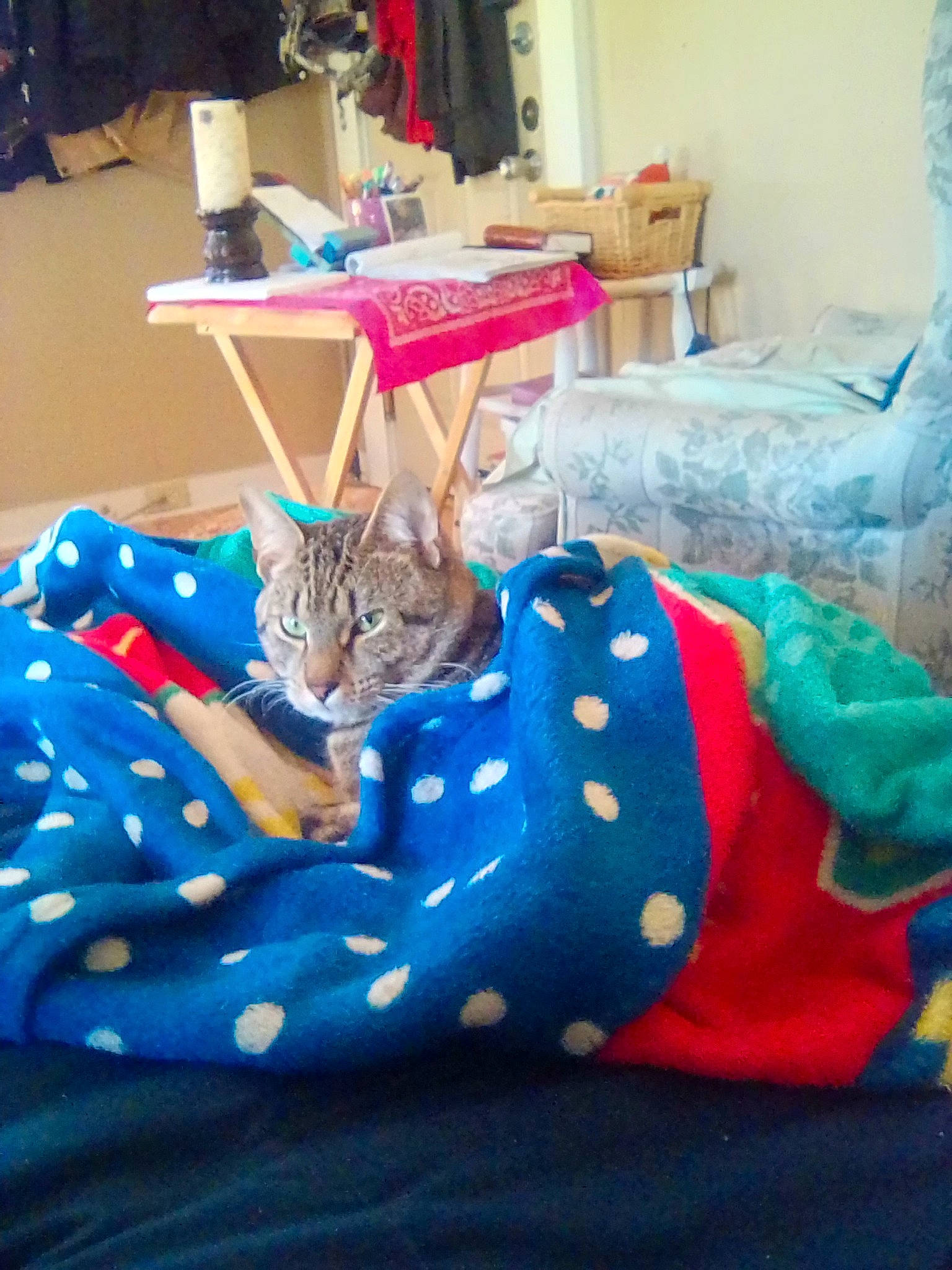 Echo joined the competition — help win amazing prizes! bed, bed_sheet, bedding, bedroom, carnivore, cat, comfort, electric_blue, felidae, furniture, interior_design, linens, magenta, pattern, pink, room, small_to_medium_sized_cats, table, textile, whiskers