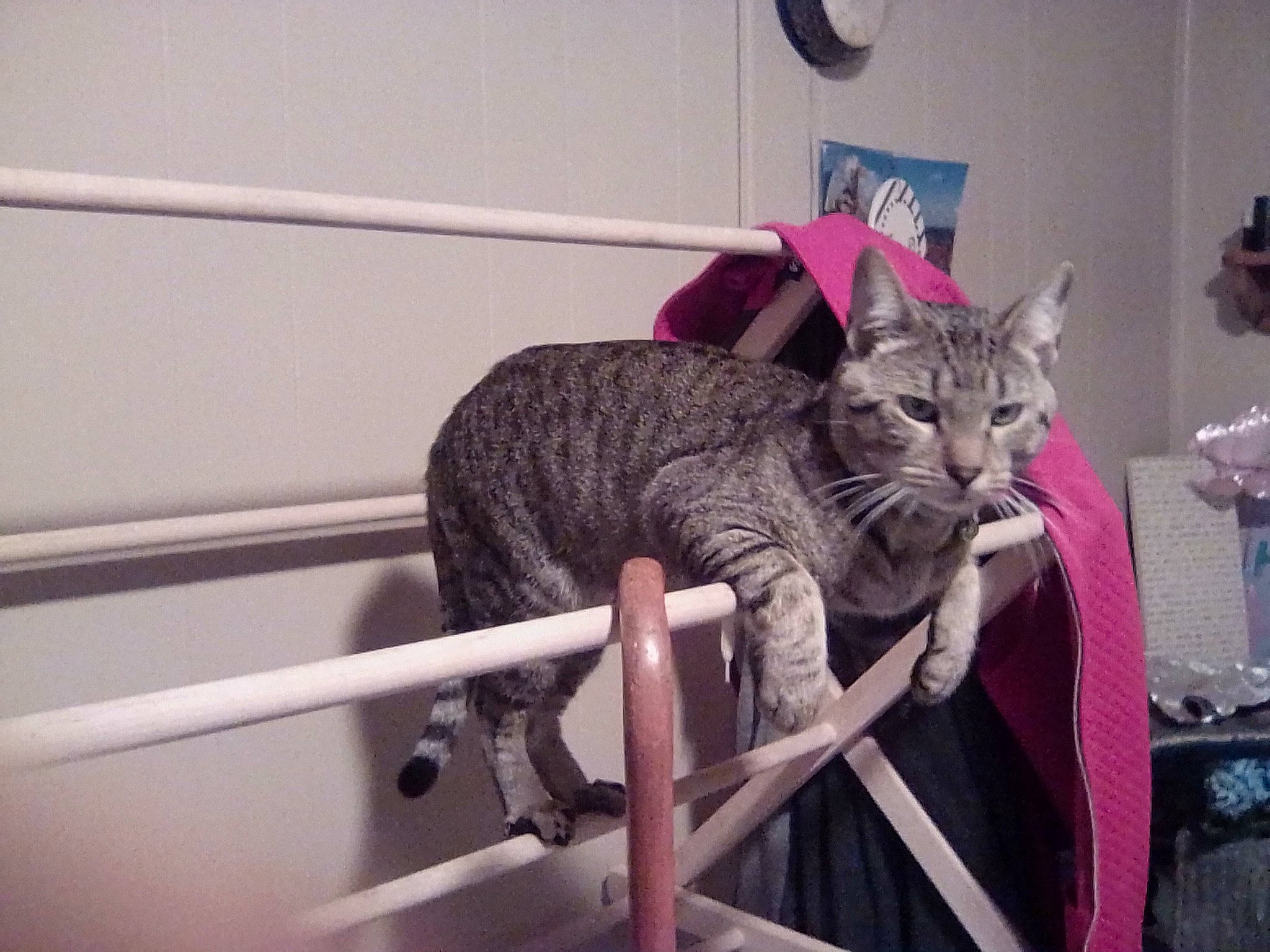 Echo is registered to the contest to win money with this photo: carnivore, cat, clock, comfort, domestic_short_haired_cat, felidae, fur, grey, magenta, purple, sitting, small_to_medium_sized_cats, snout, tail, terrestrial_animal, whiskers