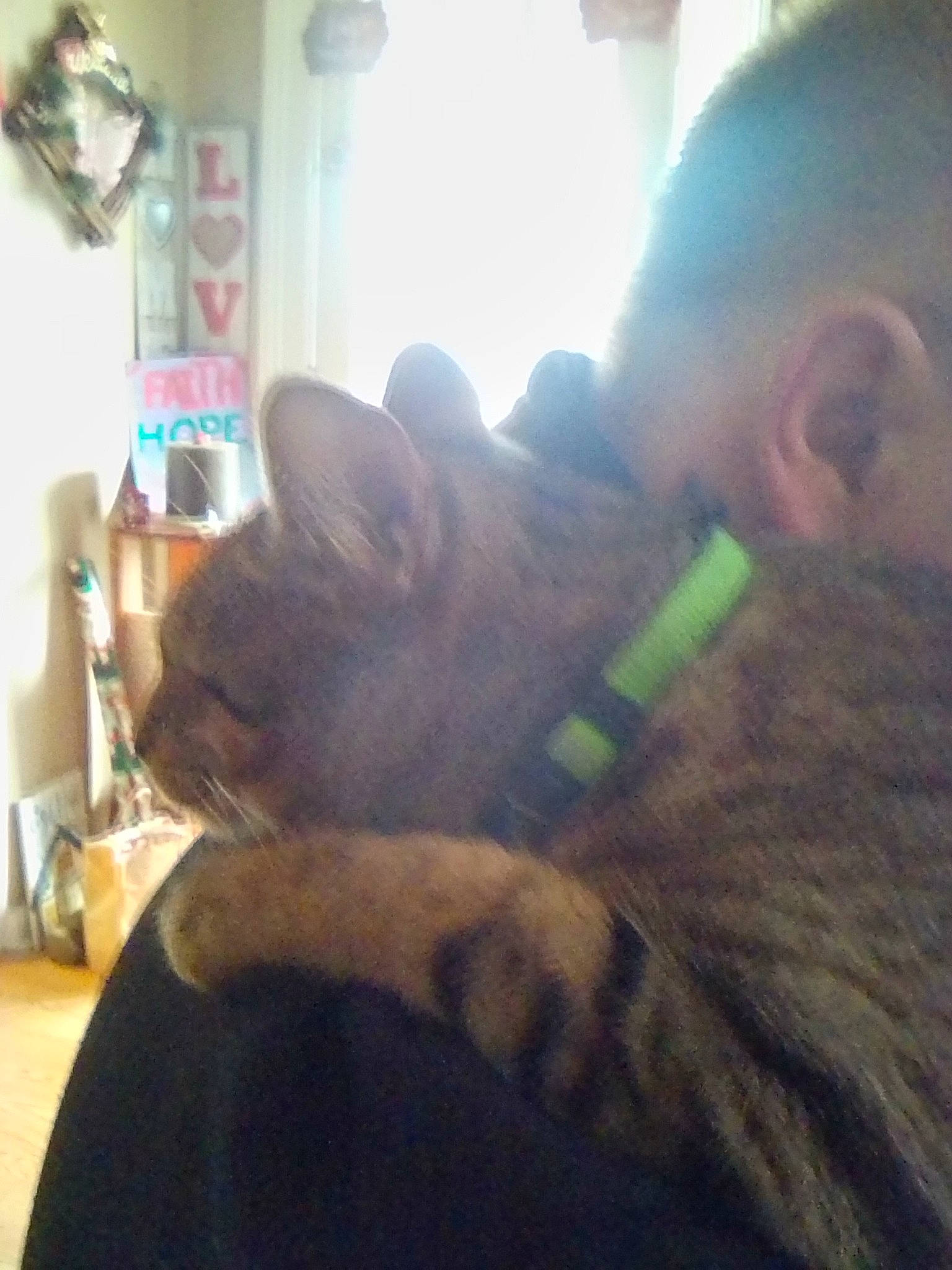 Echo is registered to the contest to win money with this photo: carnivore, cat, cloud, comfort, companion_dog, dog_breed, domestic_short_haired_cat, facial_hair, fawn, felidae, fun, fur, jaw, paw, selfie, small_to_medium_sized_cats, snout, tail, thumb, whiskers