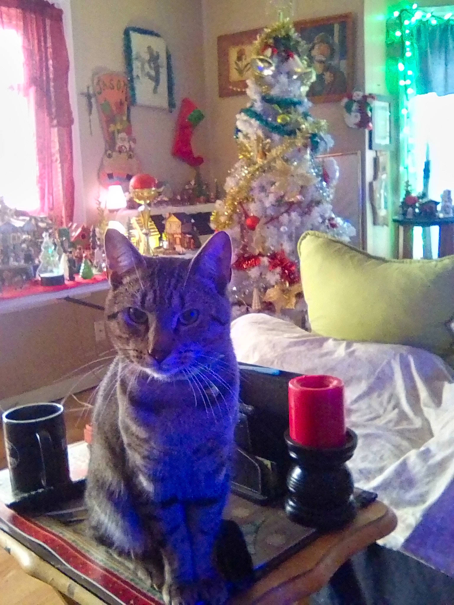 Echo joined the competition — help win amazing prizes! carnivore, cat, christmas, christmas_decoration, christmas_ornament, christmas_tree, curtain, decoration, electric_blue, event, felidae, light, living_room, magenta, ornament, purple, small_to_medium_sized_cats, tree, whiskers, window