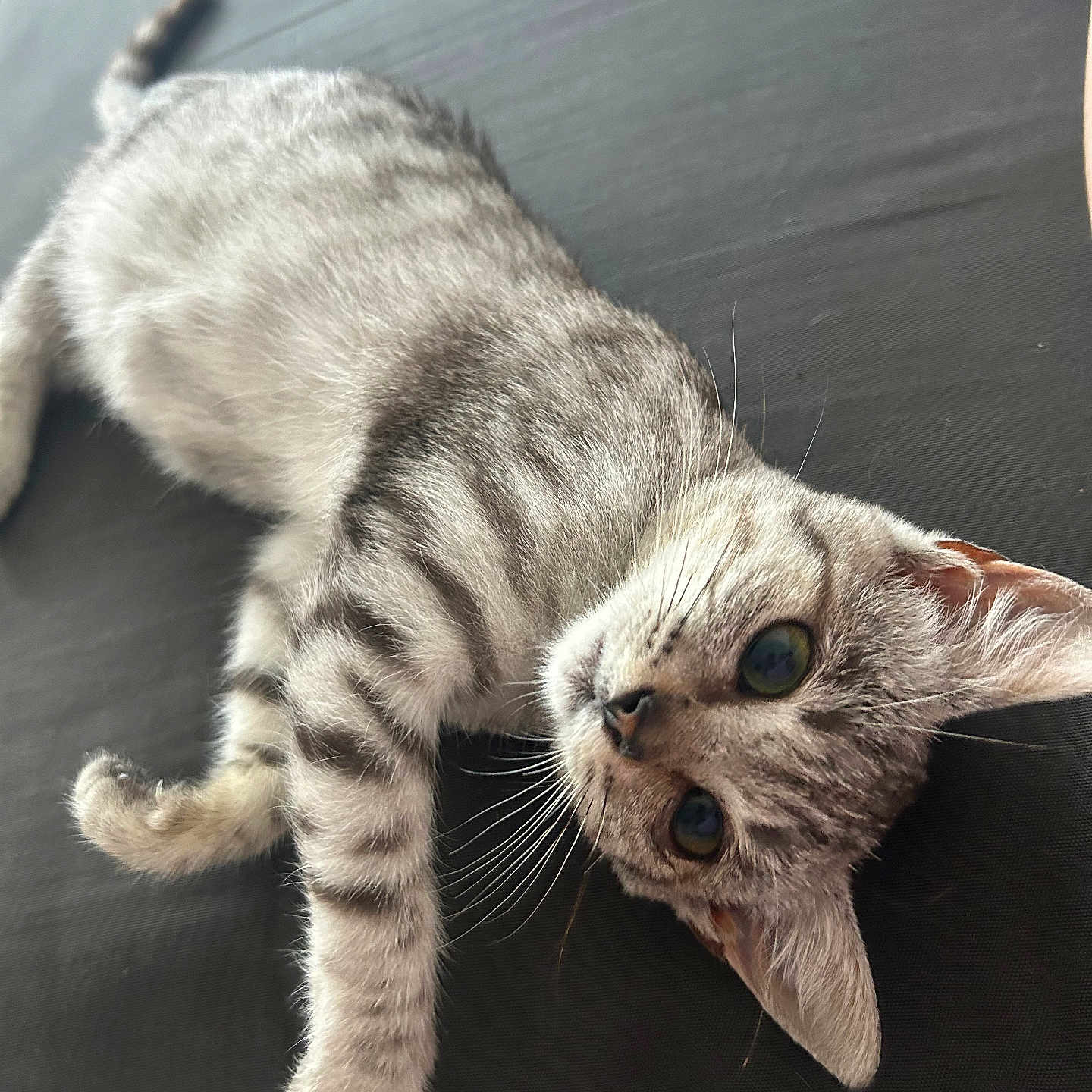 Maggy participe au concours pour gagner de l'argent avec cette photo : abyssinian, animal, blanket, cat, egyptiancat, kitten, manx, person, pet, siamese, sleeping