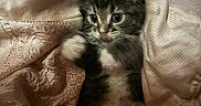 Milo joined the competition — help win amazing prizes! kitten, cat, feline, fluffy, tabby, black_and_white, pet, animal, sitting, blanket, bedding, cozy, indoors, portrait, cute, whiskers, ears, paws, brown, sleeping_area