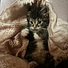 kitten, cat, feline, fluffy, tabby, black_and_white, pet, animal, sitting, blanket, bedding, cozy, indoors, portrait, cute, whiskers, ears, paws, brown, sleeping_area