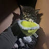 kitten, cat, fluffy, fur, sleepy, cute, plush_toy, lemon, fruit, toy, animal, pet, carried, person, clothing, jacket, indoor, dim_lighting, closeup, cozy