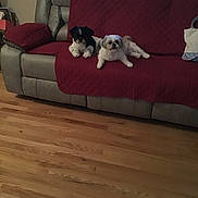 Loki And Zeus joined the competition — help win amazing prizes! dog, couch, red_blanket, indoor, wooden_floor, window, blinds, pet, small_dog, relaxing, living_room, furniture, domestic, companion, animal, two_dogs, flooring, quilted_blanket, home, resting