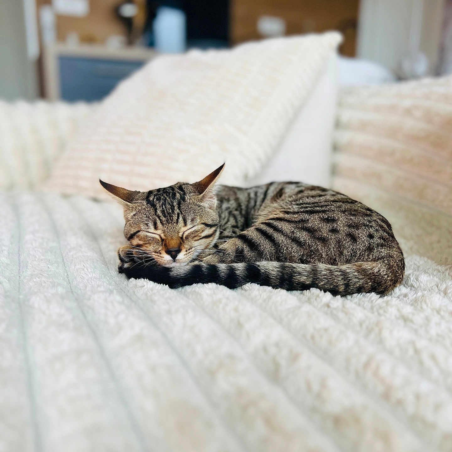 Iris participe au concours pour gagner de l'argent avec cette photo : abyssinian, animal, bed, bedroom, blanket, cat, couch, cushion, egyptiancat, furniture, homedecor, indoors, kitten, manx, ocelot, person, pet, quilt, room, sleeping
