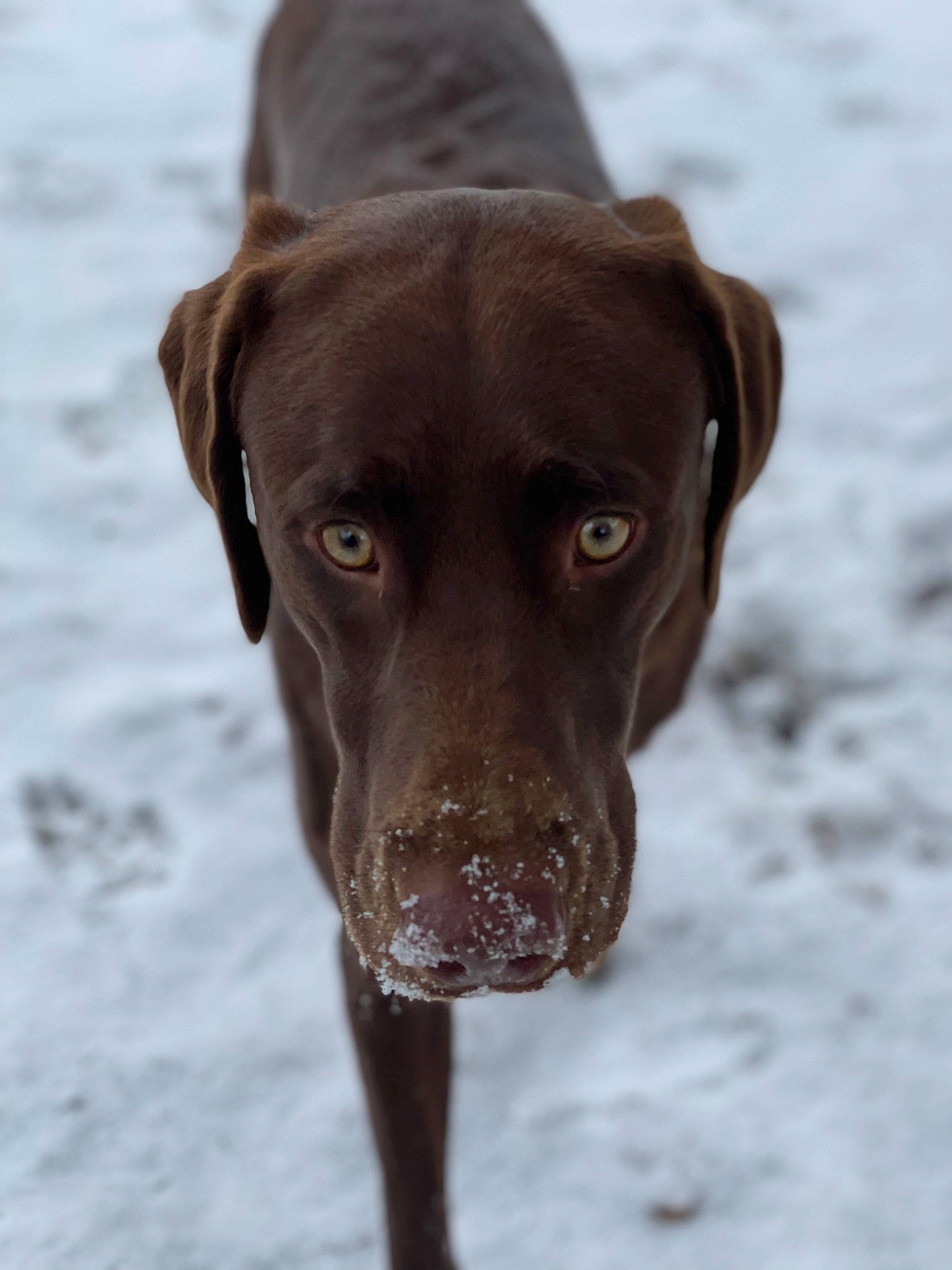 Colt joined the competition — help win amazing prizes! borador, carnivore, companion_dog, dog, dog_breed, dog_collar, fur, gun_dog, liver, pointing_breed, puppy, retriever, snow, whiskers, winter, working_animal
