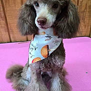 Gizmo is registered to the contest to win money with this photo: dog, poodle, pet, animal, fluffy, bandana, pink_mat, wooden_background, cute, sitting, groomed, fur, portrait, indoor, mushroom_pattern, small_dog, adorable, attentive, fashion, pet_accessory