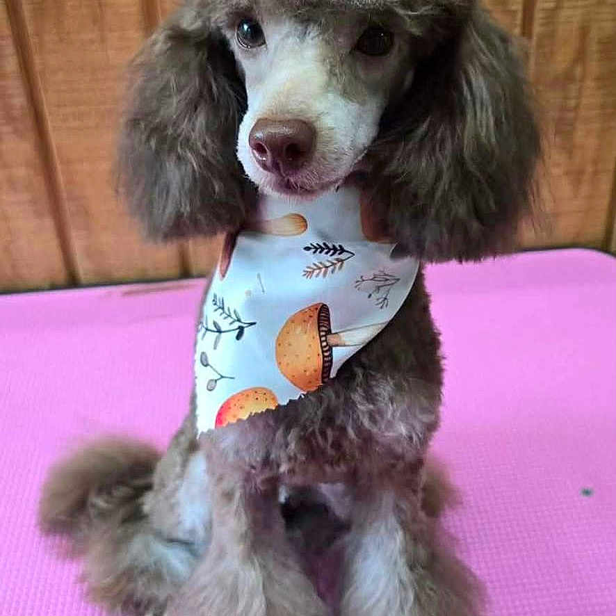 Gizmo is registered to the contest to win money with this photo: dog, poodle, pet, animal, fluffy, bandana, pink_mat, wooden_background, cute, sitting, groomed, fur, portrait, indoor, mushroom_pattern, small_dog, adorable, attentive, fashion, pet_accessory