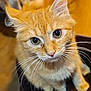 cat, orange_tabby, whiskers, close_up, pet, animal, feline, curious, eyes, fur, indoor, cute, portrait, soft_focus, domestic_cat, mammal, looking_up, young_cat, tabby_pattern, adorable
