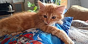 Magma participe au concours pour gagner de l'argent avec cette photo : kitten, cat, orange_cat, paw_patrol, pillow, indoor, plants, dartboard, fur, pet, cute, resting, cozy, domestic, animal, young_cat, whiskers, couch, relaxing, home