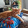 kitten, cat, orange_cat, paw_patrol, pillow, indoor, plants, dartboard, fur, pet, cute, resting, cozy, domestic, animal, young_cat, whiskers, couch, relaxing, home