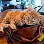 Magma participe au concours pour gagner de l'argent avec cette photo : cat, orange_tabby, sleeping, leather_bag, table, wooden_table, indoor, furniture, chair, blurred_background, plant, domestic_cat, pet, cozy, resting, fur, whiskers, ear, paw, close_up