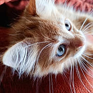 Magma participe au concours pour gagner de l'argent avec cette photo : cat, close_up, orange_cat, blue_eyes, whiskers, fur, pet, animal, domestic_cat, curious, lying_down, face, ears, indoor, feline, soft_focus, portrait, muzzle, cute, fluffy