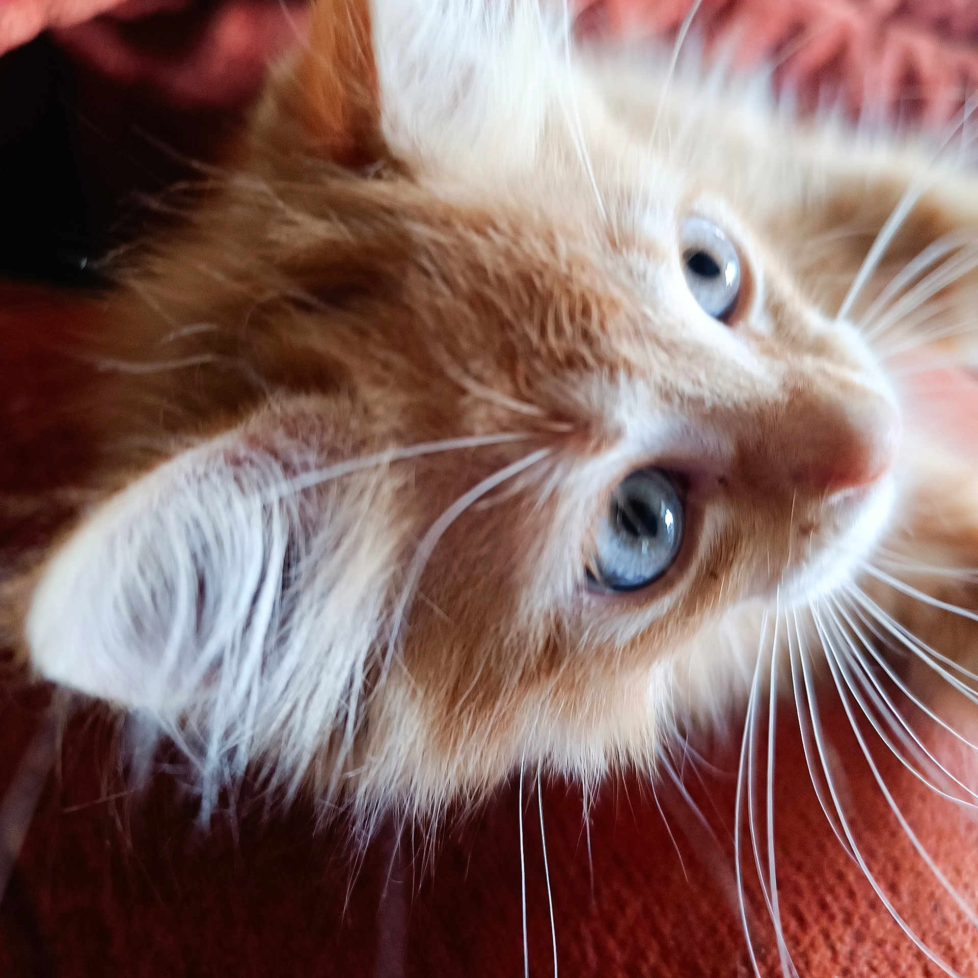 Magma participe au concours pour gagner de l'argent avec cette photo : cat, close_up, orange_cat, blue_eyes, whiskers, fur, pet, animal, domestic_cat, curious, lying_down, face, ears, indoor, feline, soft_focus, portrait, muzzle, cute, fluffy