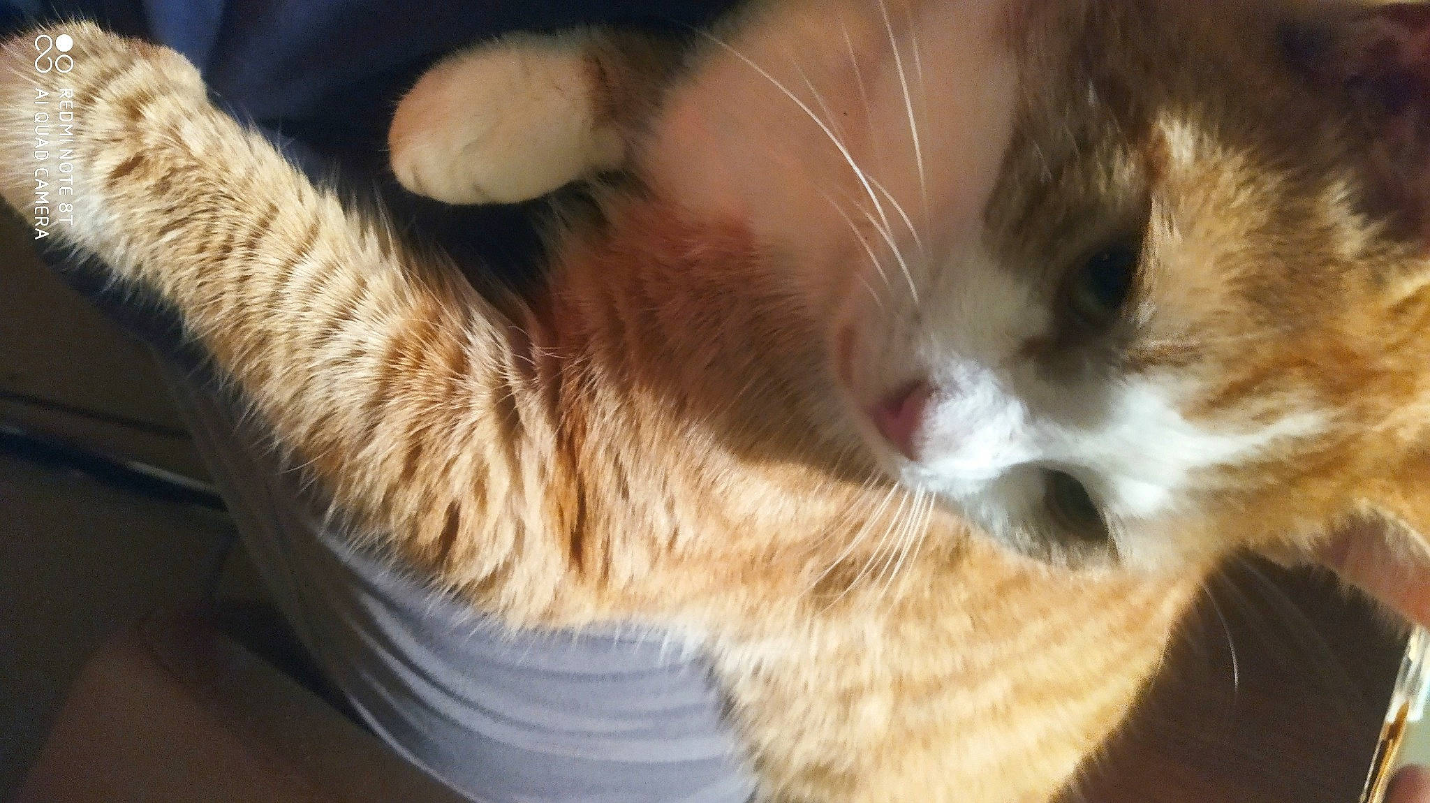 Minous a rejoint le concours — aidez-le/la à gagner de superbes lots ! carnivore, cat, claw, comfort, domestic_short_haired_cat, ear, fawn, felidae, fur, gesture, human_leg, paw, small_to_medium_sized_cats, snout, tail, whiskers, wood