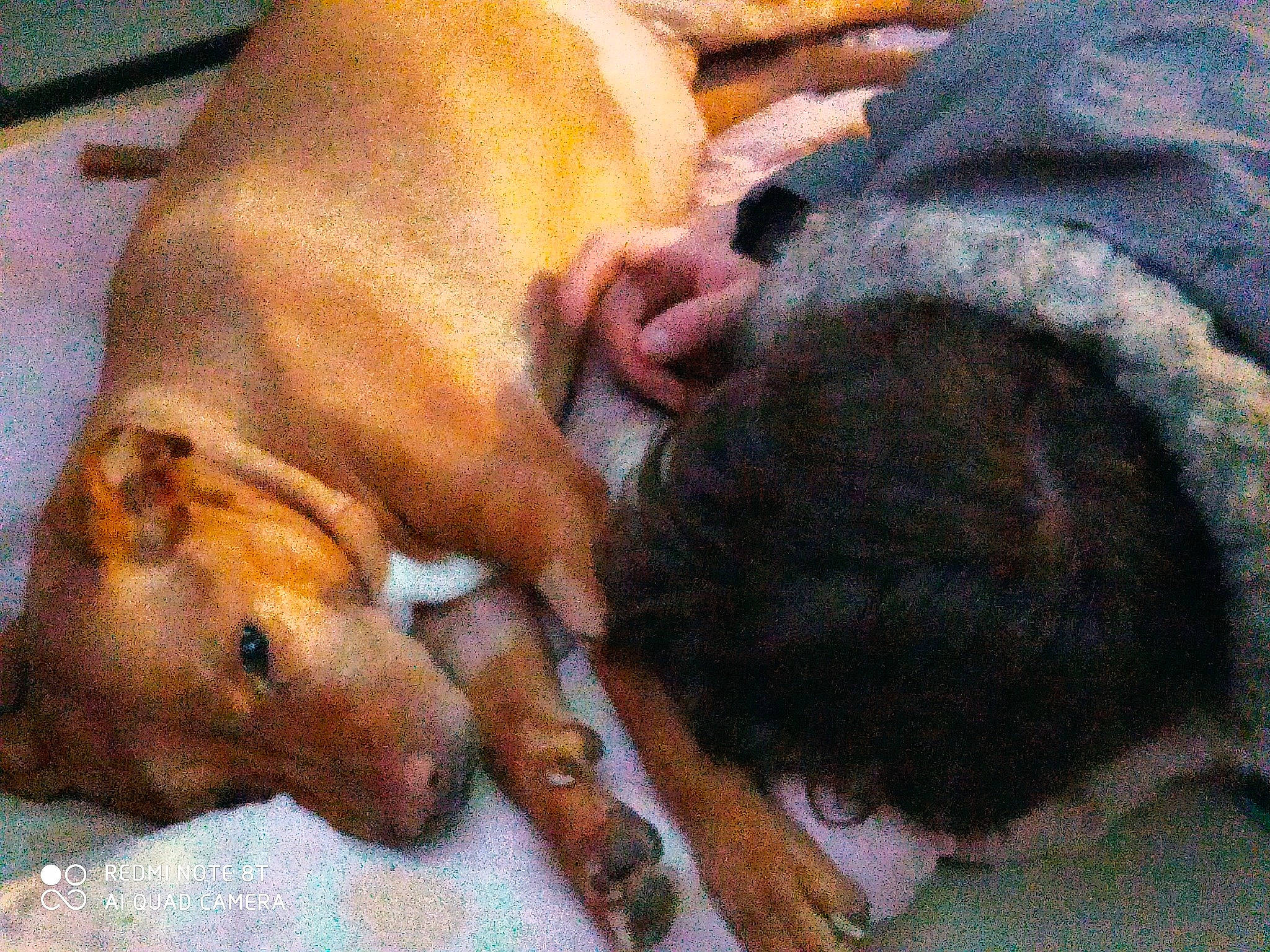 Lady Gaga participe au concours pour gagner de l'argent avec cette photo : canidae, carnivore, comfort, companion_dog, dog, dog_breed, fawn, liver, nap, non_sporting_group, snout, sporting_group, tail, terrestrial_animal, vertebrate, working_animal, working_dog