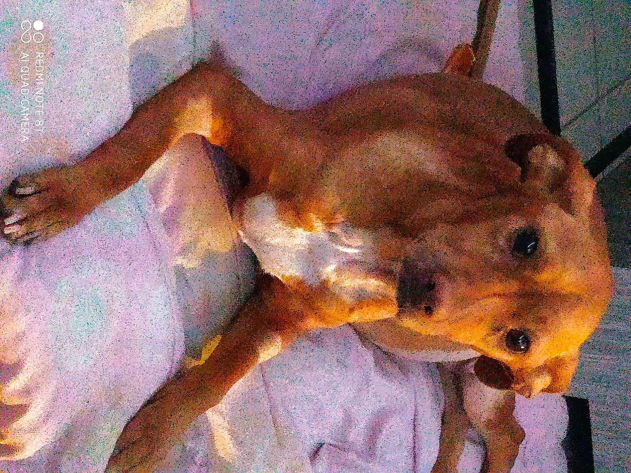 Lady Gaga participe au concours pour gagner de l'argent avec cette photo : art, carnivore, companion_dog, dog, dog_breed, drawing, fawn, fur, illustration, liver, paint, painting, pet_supply, snout, sporting_group, tail, terrestrial_animal, visual_arts, whiskers, working_animal