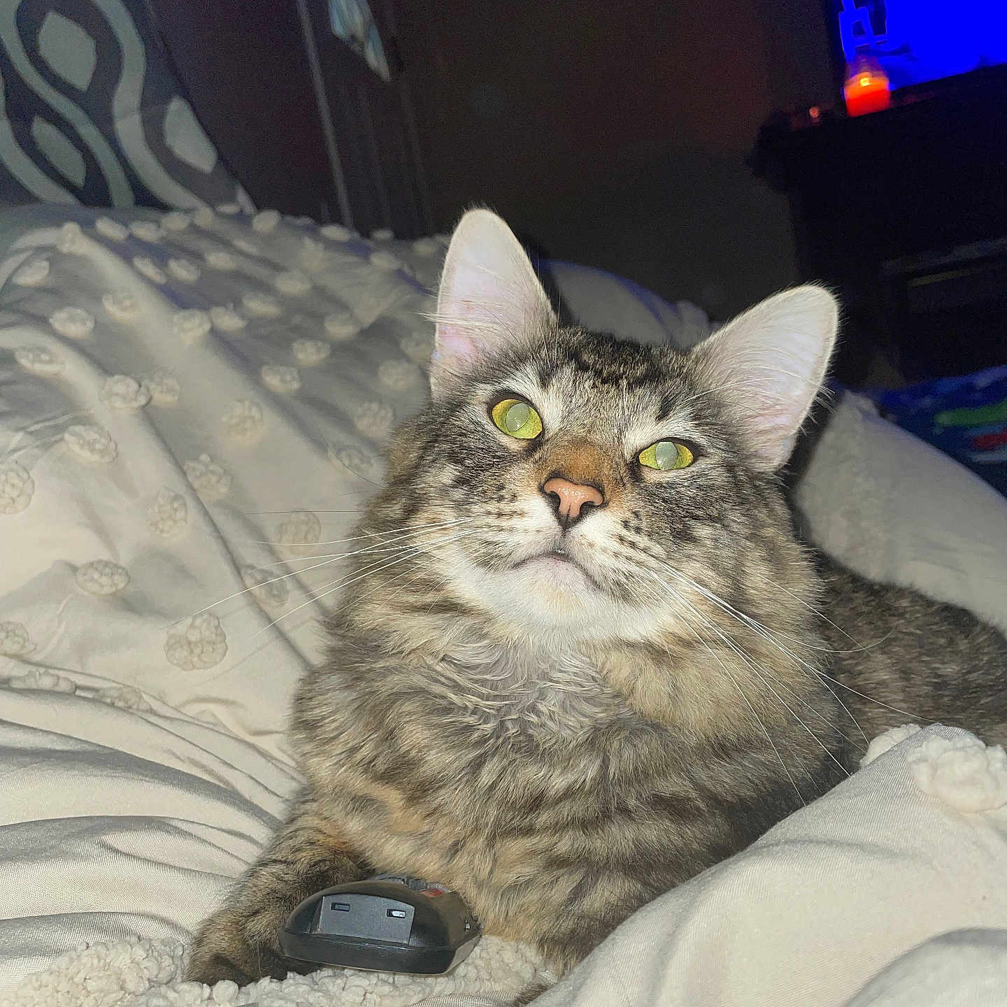 Arthur joined the competition — help win amazing prizes! animal, bed, bedroom, cat, computer, computerhardware, couch, cushion, electronics, furniture, hardware, indoors, laptop, monitor, pc, pet, phone, room, screen, tv