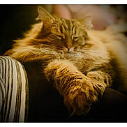 Oliver joined the competition — help win amazing prizes! cat, sleeping, fluffy, fur, paw, closeup, pet, animal, relaxing, cozy, indoor, portrait, warm_lighting, blurred_background, tabby, cute, resting, whiskers, soft, feline