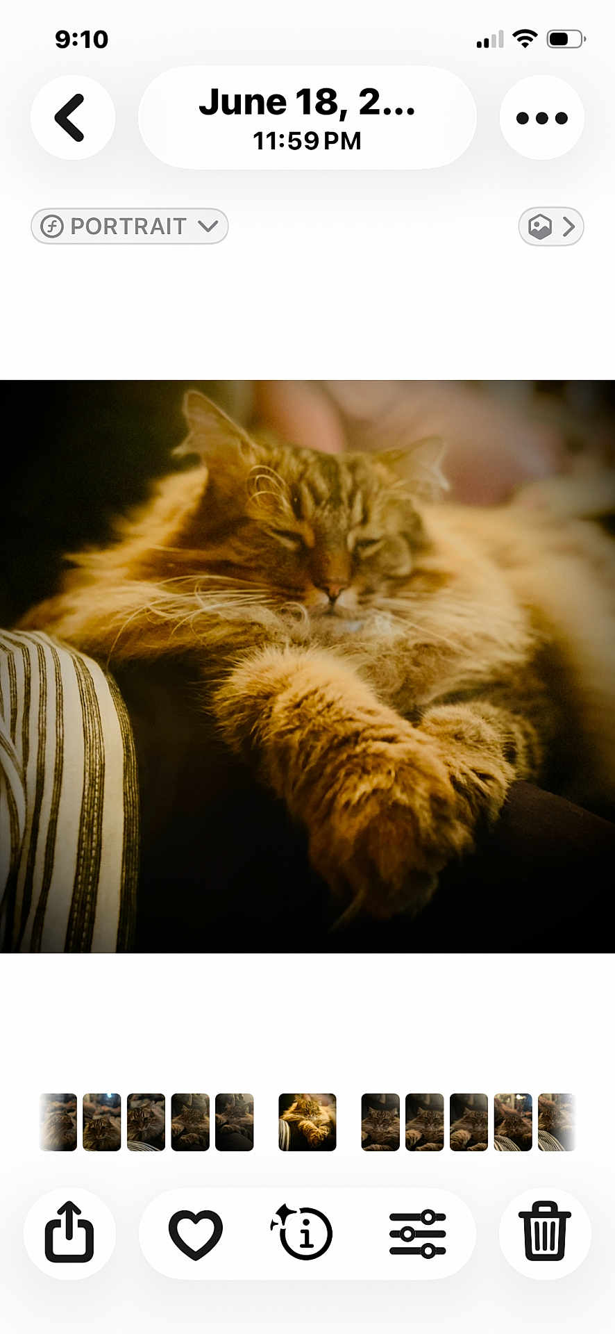 Oliver joined the competition — help win amazing prizes! cat, sleeping, fluffy, fur, paw, closeup, pet, animal, relaxing, cozy, indoor, portrait, warm_lighting, blurred_background, tabby, cute, resting, whiskers, soft, feline