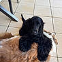 animal, black_dog, brown_dog, canine, closeup, companionship, cute, dog, domestic_animal, fluffy, friendship, fur, laying_down, outdoor, pets, playful, relaxed, resting, tile_floor, two_dogs